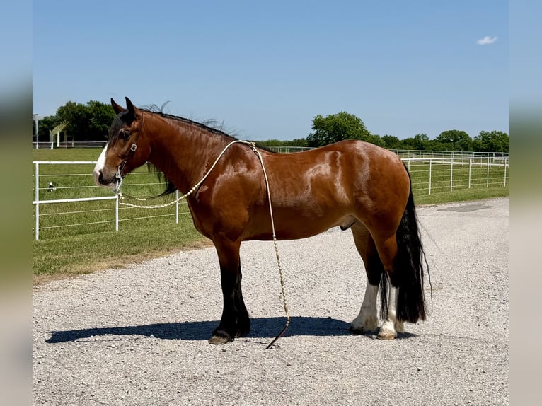 Draft Horse Mix Gelding 4 years Bay in Gracemont, OK