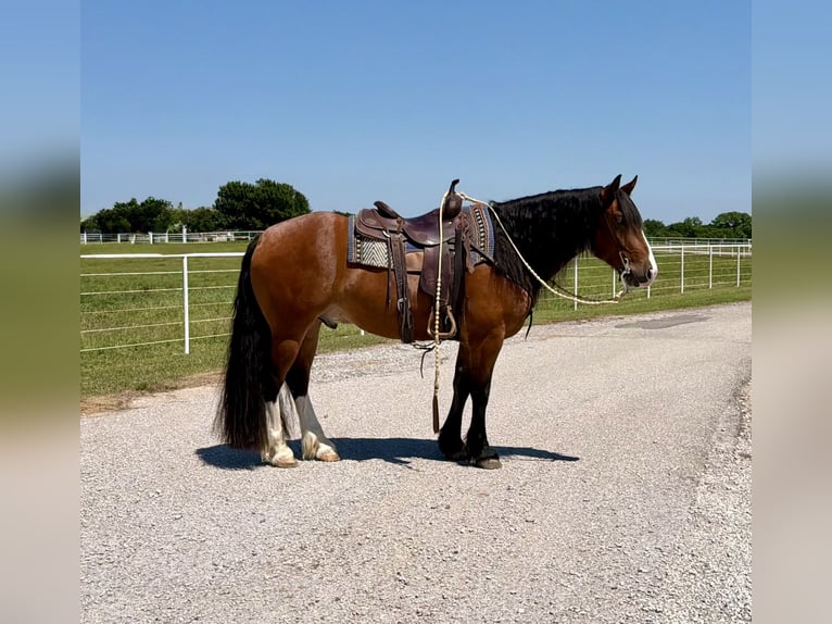 Draft Horse Mix Gelding 4 years Bay in Gracemont, OK