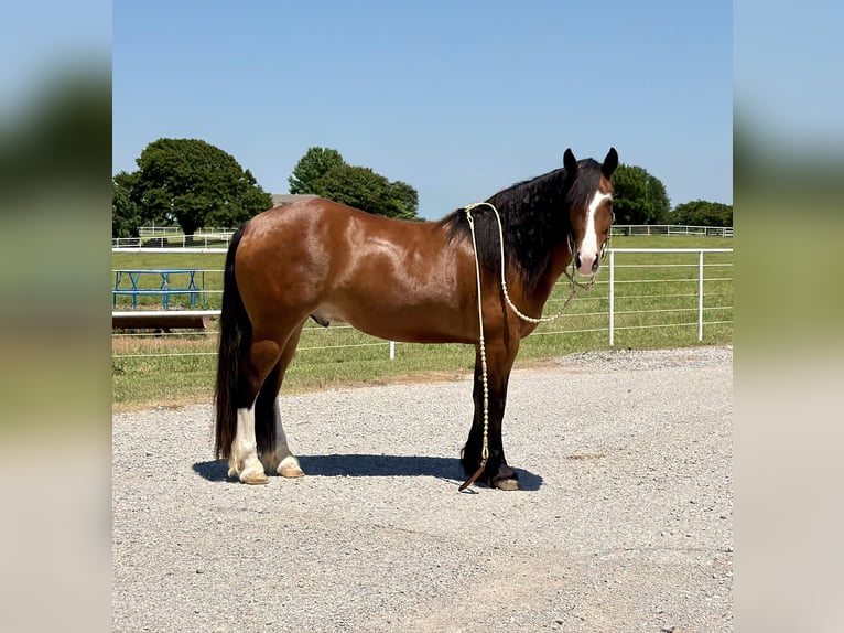 Draft Horse Mix Gelding 4 years Bay in Gracemont, OK