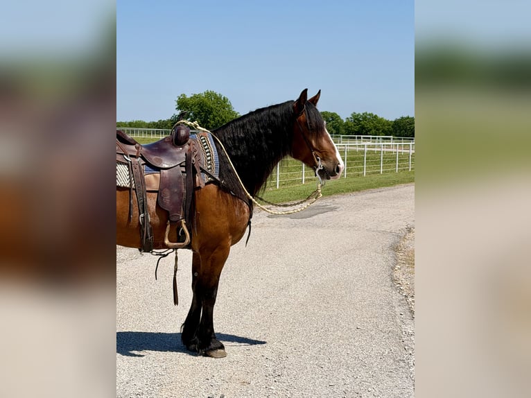 Draft Horse Mix Gelding 4 years Bay in Gracemont, OK
