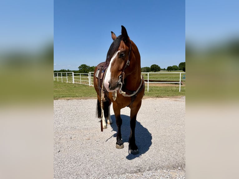 Draft Horse Mix Gelding 4 years Bay in Gracemont, OK