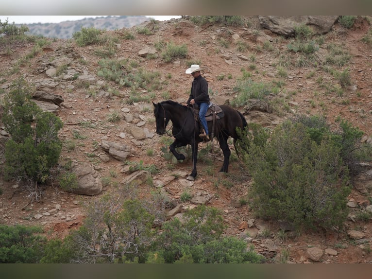 Draft Horse Gelding 4 years Black in Sweet Springs MO