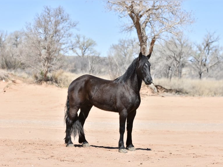 Draft Horse Gelding 4 years Black in Sweet Springs MO