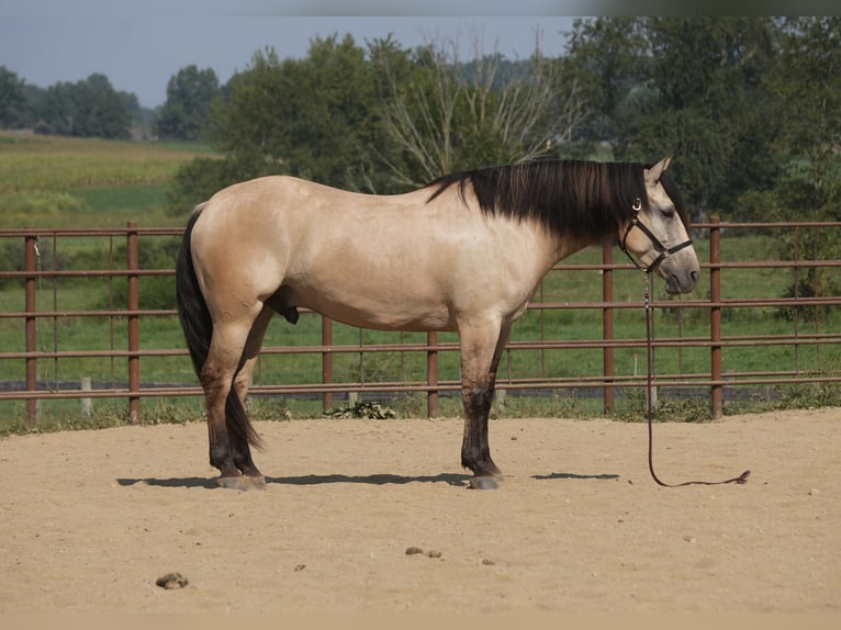 Draft Horse Mix Gelding 4 years Buckskin in Fresno