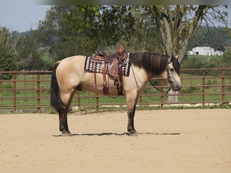 Draft Horse Mix Gelding 4 years Buckskin in Fresno