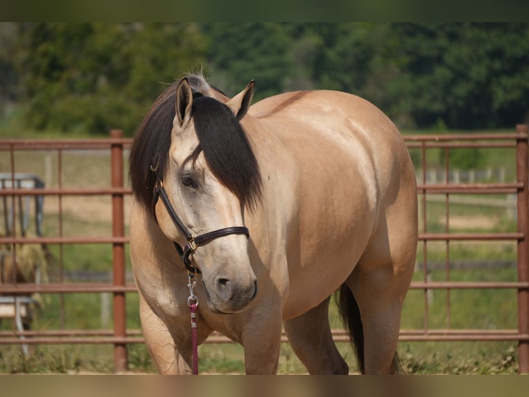 Draft Horse Mix Gelding 4 years Buckskin in Fresno