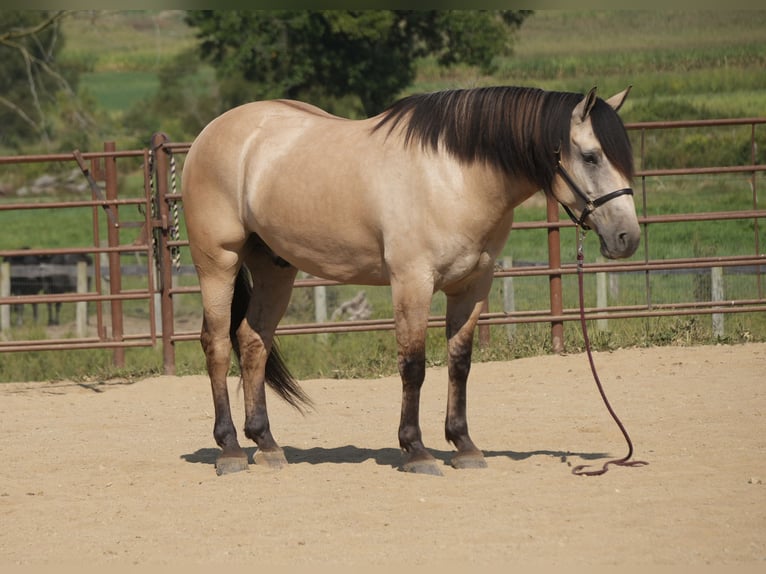 Draft Horse Mix Gelding 4 years Buckskin in Fresno