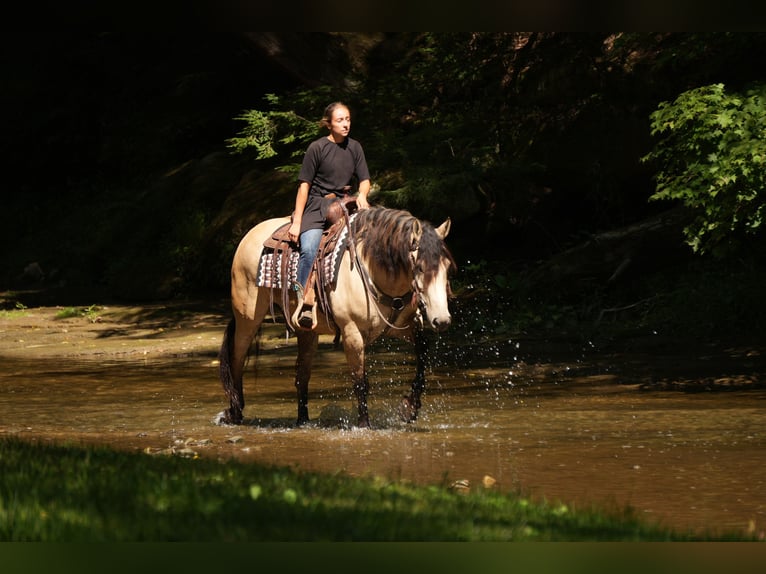 Draft Horse Mix Gelding 4 years Buckskin in Fresno