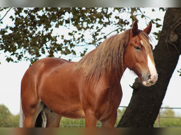 Draft Horse Mix Gelding 4 years Chestnut in Baxter Springs