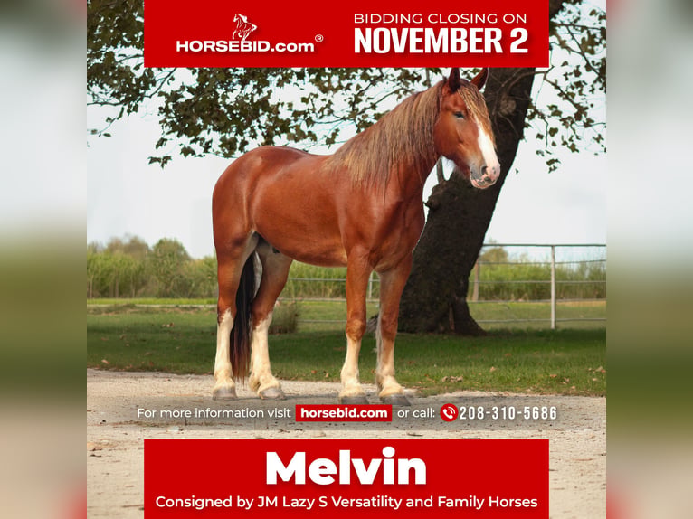 Draft Horse Mix Gelding 4 years Chestnut in Baxter Springs