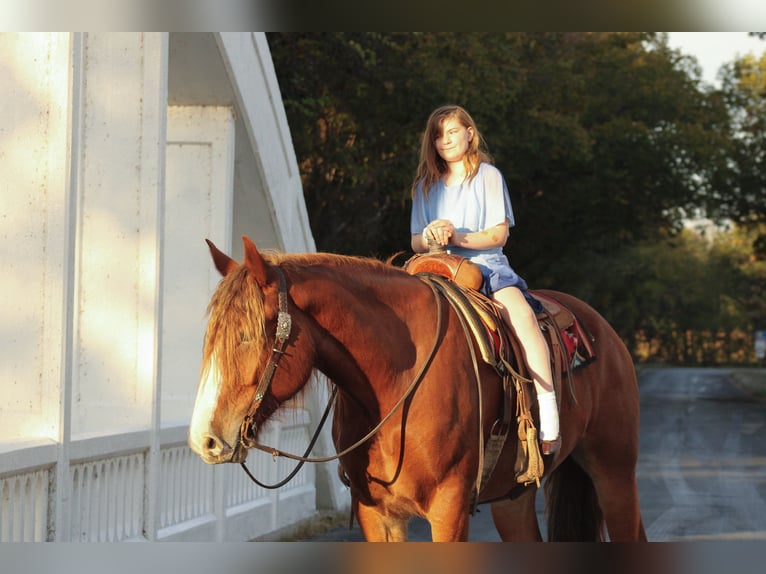 Draft Horse Mix Gelding 4 years Chestnut in Baxter Springs