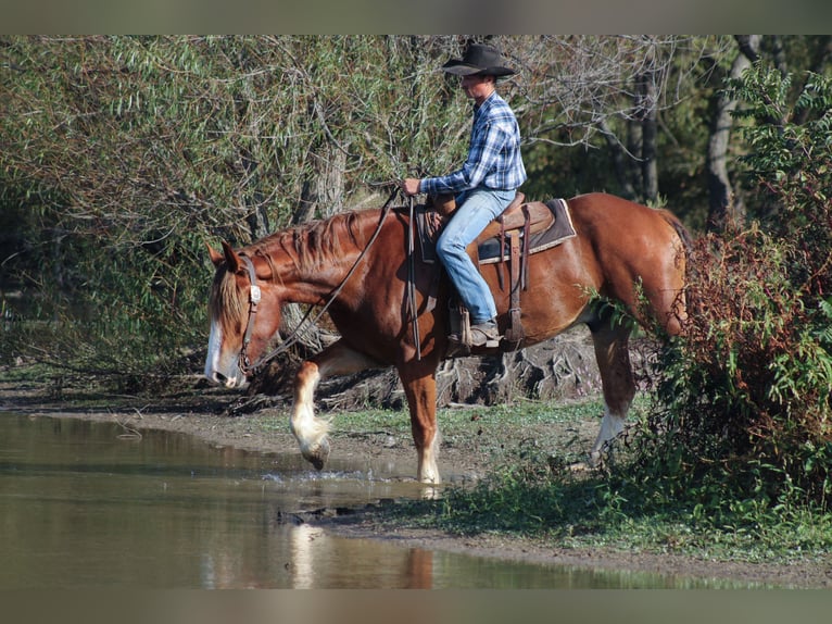 Draft Horse Mix Gelding 4 years Chestnut in Baxter Springs