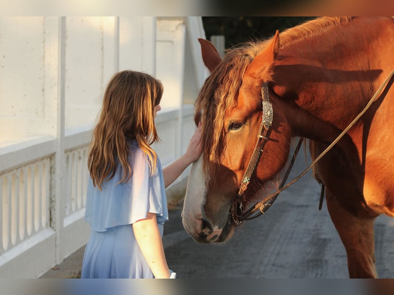 Draft Horse Mix Gelding 4 years Chestnut in Baxter Springs