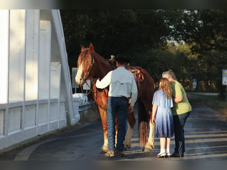 Draft Horse Mix Gelding 4 years Chestnut in Baxter Springs