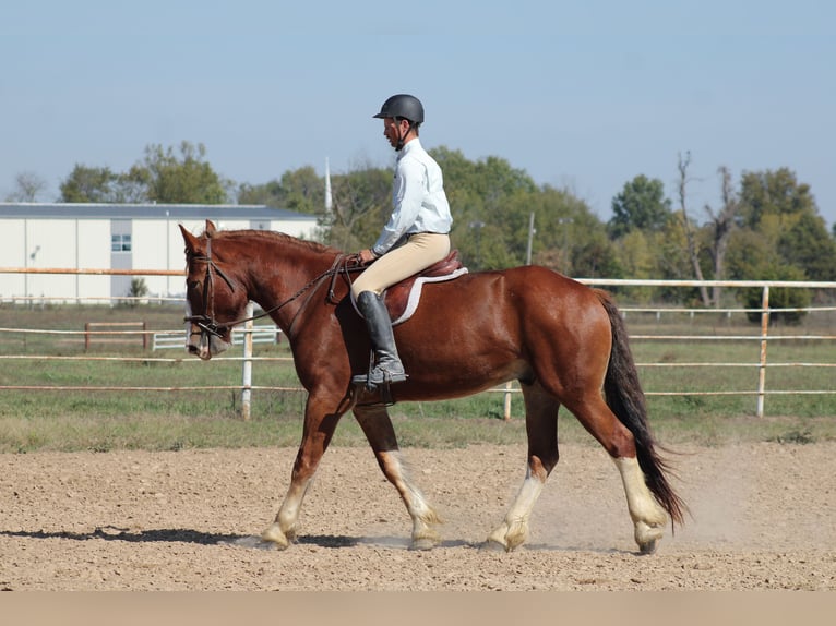 Draft Horse Mix Gelding 4 years Chestnut in Baxter Springs
