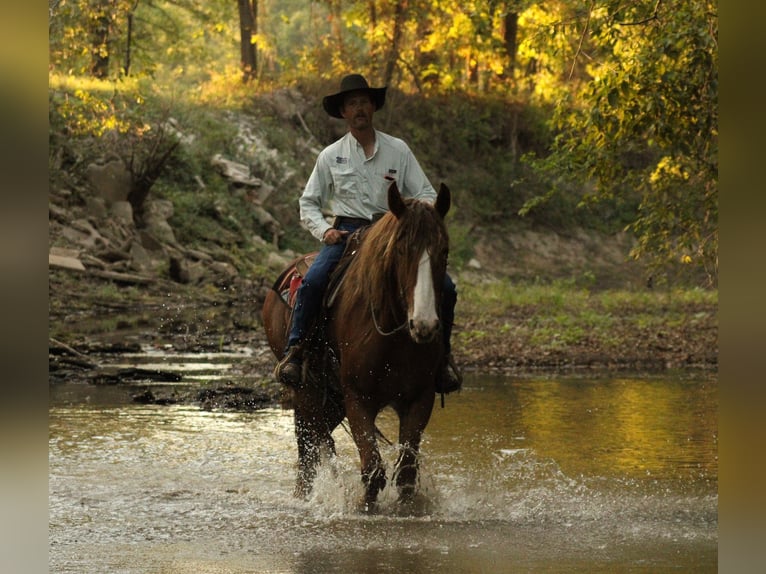 Draft Horse Mix Gelding 4 years Chestnut in Baxter Springs