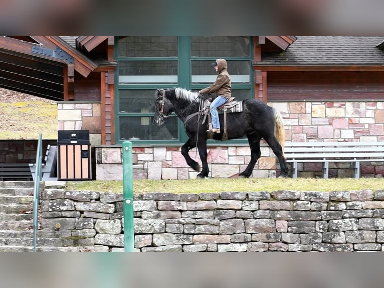 Draft Horse Mix Gelding 4 years Gray in Rebersburg, PA