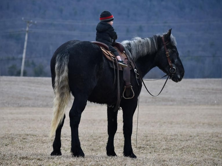 Draft Horse Mix Gelding 4 years Gray in Rebersburg, PA
