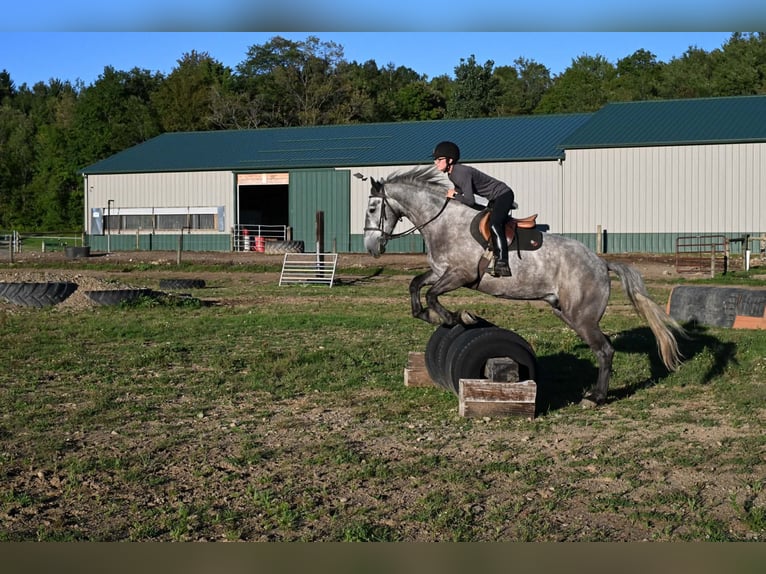 Draft Horse Gelding 4 years Grey-Dapple in Warsaw