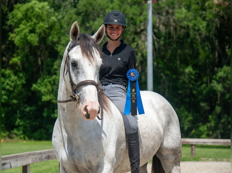 Draft Horse Mix Gelding 4 years Grey in Ocala