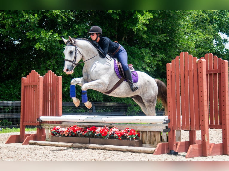 Draft Horse Mix Gelding 4 years Grey in Ocala