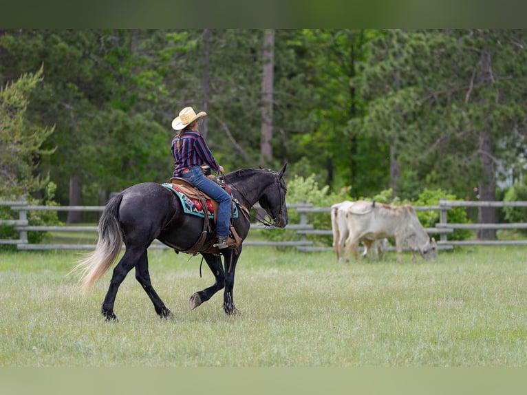 Draft Horse Mix Gelding 4 years Grey in Nevis