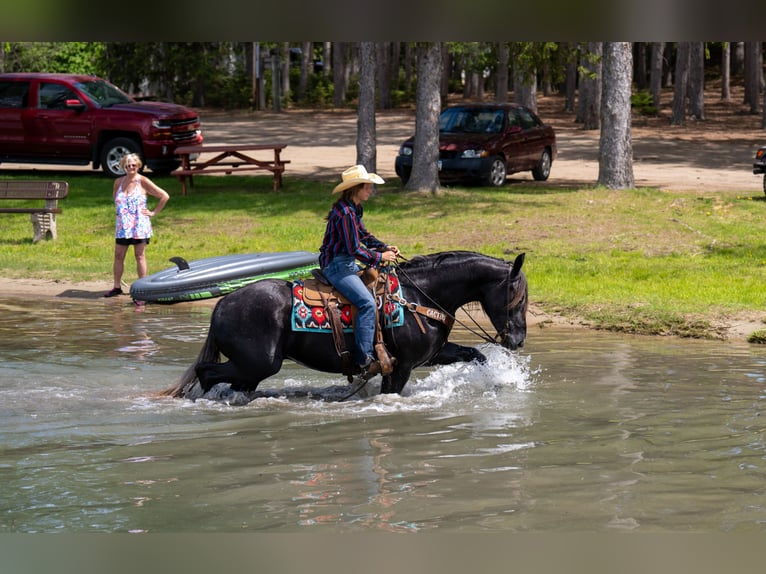 Draft Horse Mix Gelding 4 years Grey in Nevis