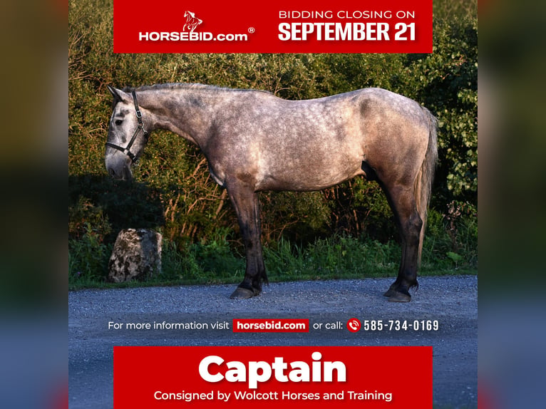 Draft Horse Mix Gelding 4 years Grey in Warsaw