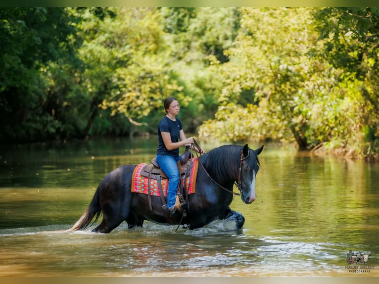 Draft Horse Mix Gelding 4 years Grey in Auburn