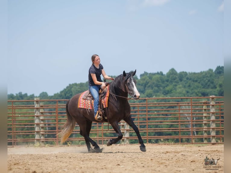 Draft Horse Mix Gelding 4 years Grey in Auburn