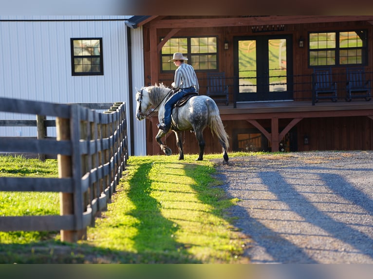 Draft Horse Mix Gelding 4 years Grey in Needmore