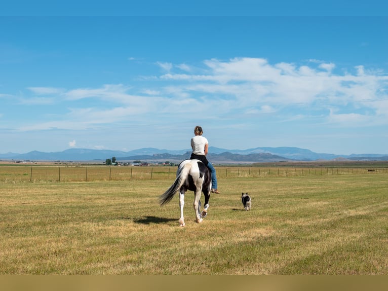 Draft Horse Mix Gelding 4 years Pinto in Westcliffe