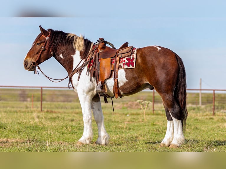 Draft Horse Mix Gelding 4 years Pinto in Ryan