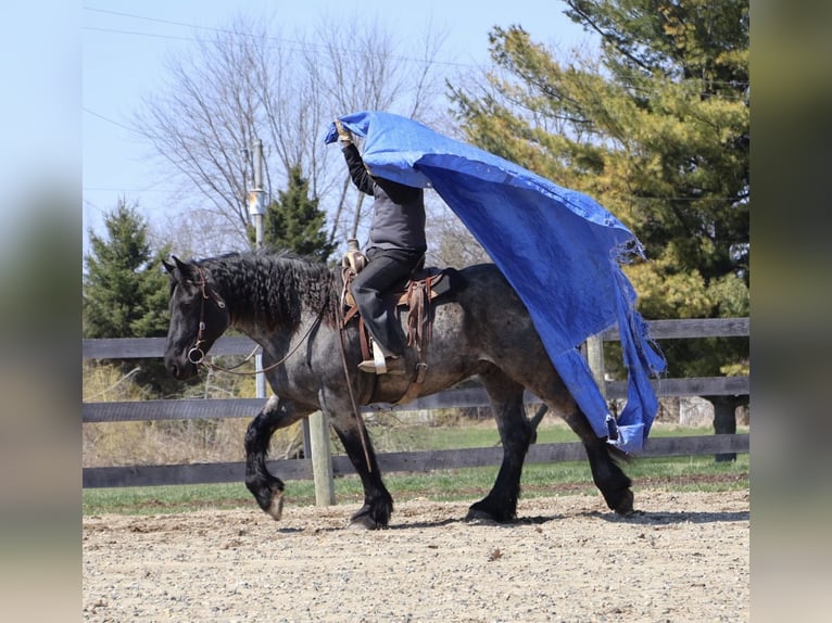 Draft Horse Mix Gelding 4 years Roan-Blue in Howell