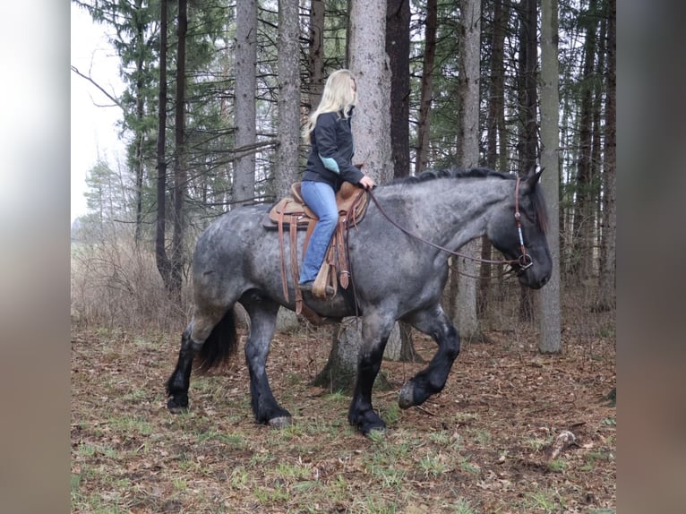 Draft Horse Mix Gelding 4 years Roan-Blue in Howell