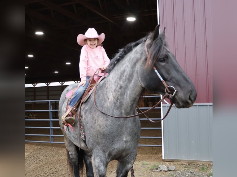 Draft Horse Mix Gelding 4 years Roan-Blue in Howell