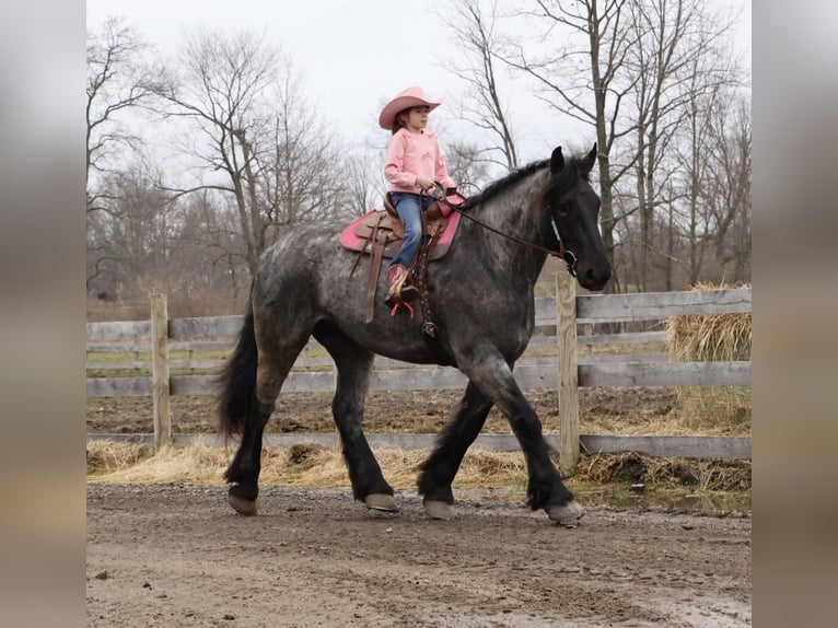 Draft Horse Mix Gelding 4 years Roan-Blue in Howell