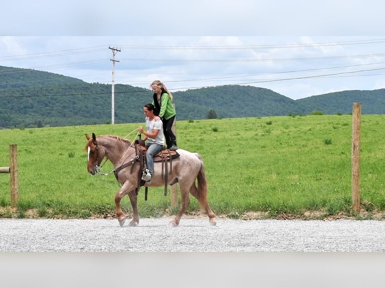 Draft Horse Mix Gelding 4 years Roan-Red in Rebersburg, PA