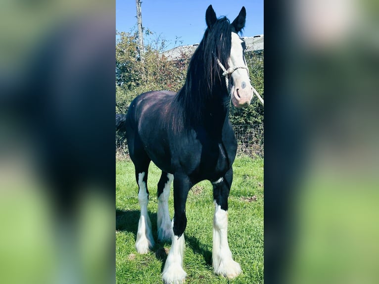 Draft Horse Gelding 4 years in whitegate Draft Horse Gelding 4 years in whitegate