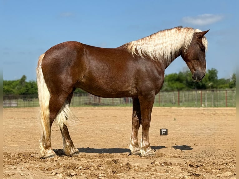 Draft Horse Mix Gelding 4 years Sorrel in Weatherford, TX