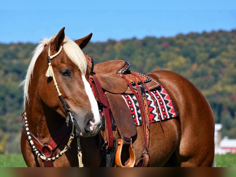 Draft Horse Mix Gelding 4 years Sorrel in Rebersburg