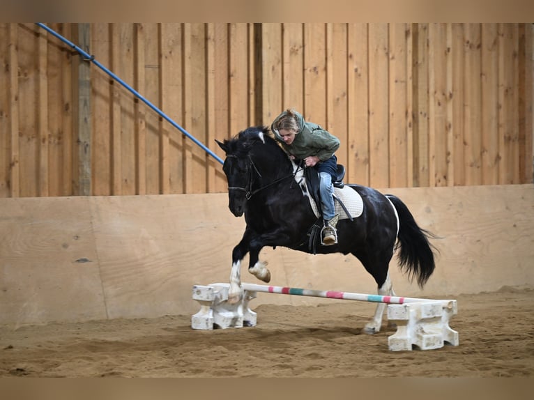 Draft Horse Mix Gelding 5 years 13,1 hh in Millersburg, OH