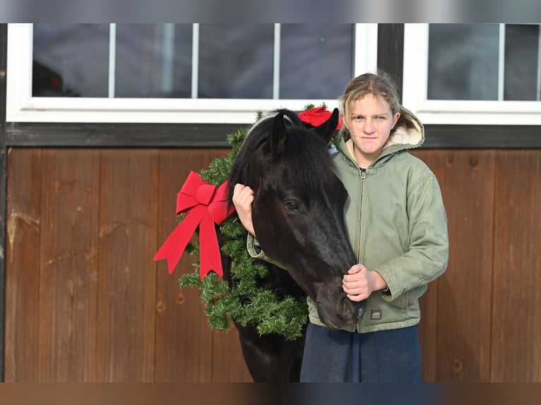 Draft Horse Mix Gelding 5 years 13,1 hh in Millersburg, OH