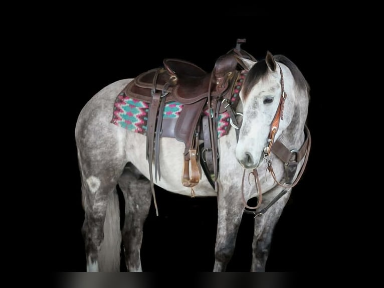 Draft Horse Mix Gelding 5 years 13.3 hh Grey in Clarion