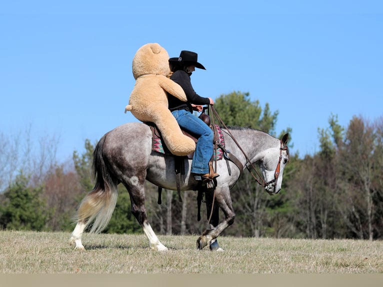 Draft Horse Mix Gelding 5 years 13.3 hh Grey in Clarion