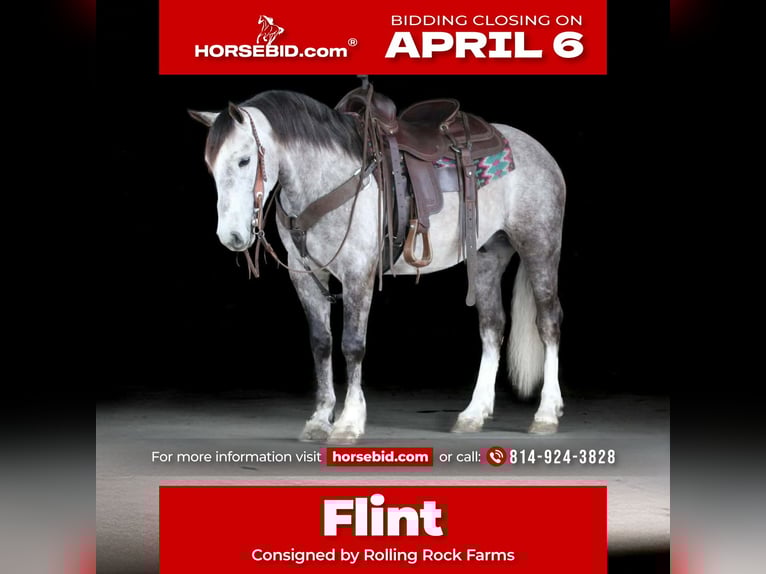 Draft Horse Mix Gelding 5 years 13.3 hh Grey in Clarion