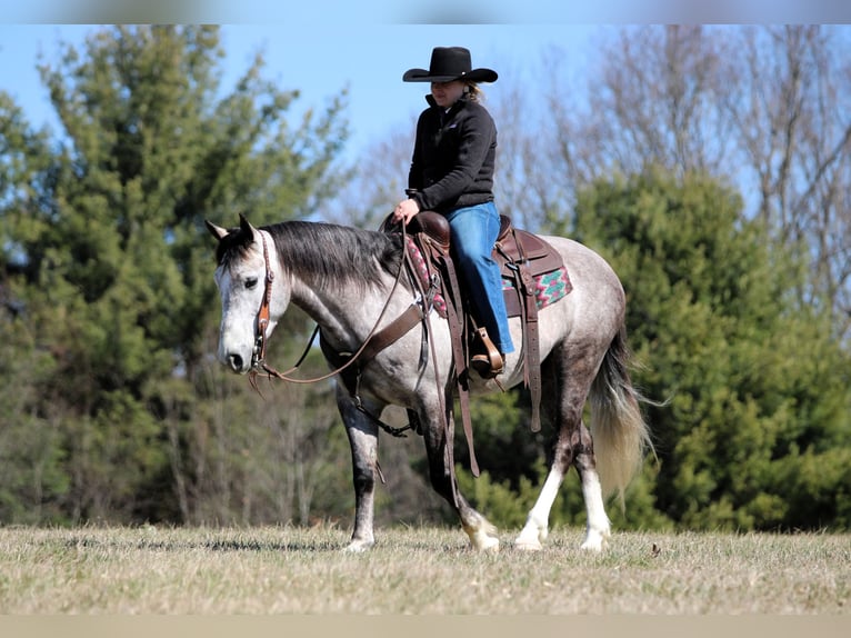 Draft Horse Mix Gelding 5 years 13,3 hh Grey in Clarion