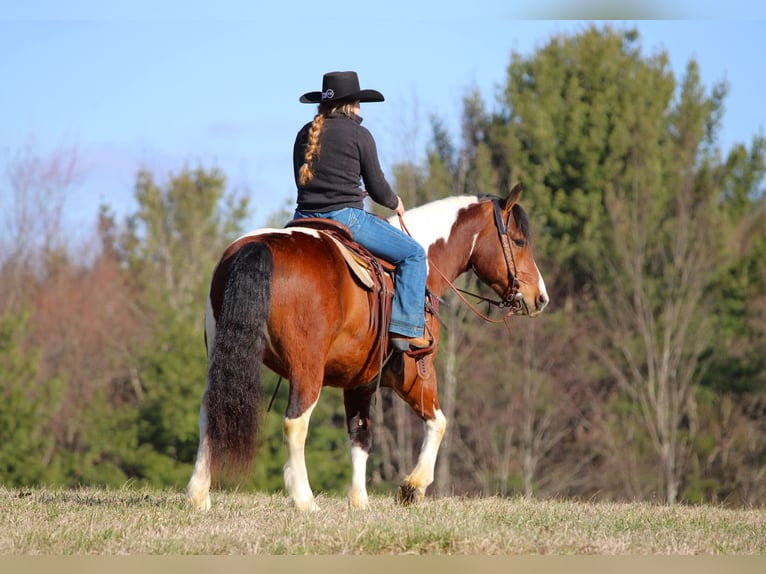 Draft Horse Mix Gelding 5 years 14.1 hh Pinto in Clarion