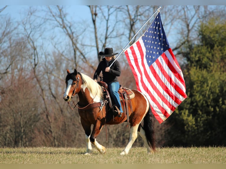 Draft Horse Mix Gelding 5 years 14.1 hh Pinto in Clarion