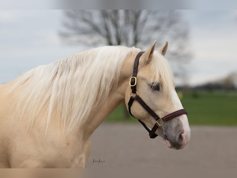 Draft Horse Mix Gelding 5 years 14,2 hh Champagne in Berea
